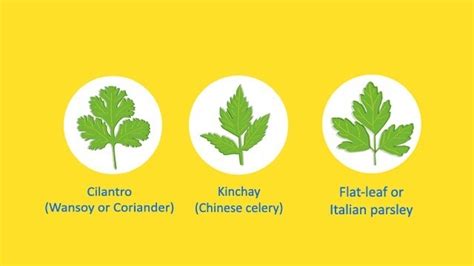 coriander leaf in tagalog|Unsoy .